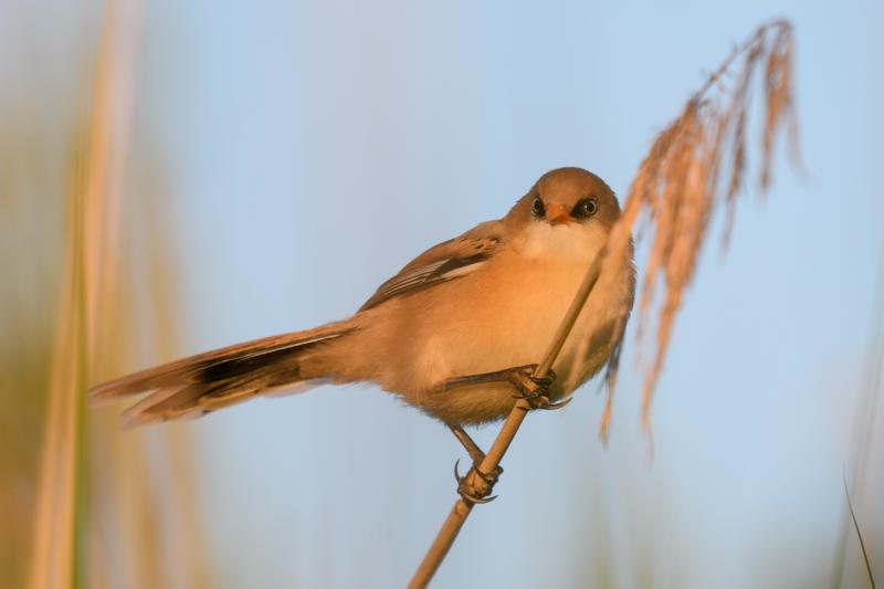  bearded-reedling--skgmejse_35671930966_o.jpg </br ><small> 2017-07-01 21:13</br >NIKON D500 + 200.0-500.0 mm f/5.6<br /> 370mm 1/500s f/5.6 ISO 160</small>