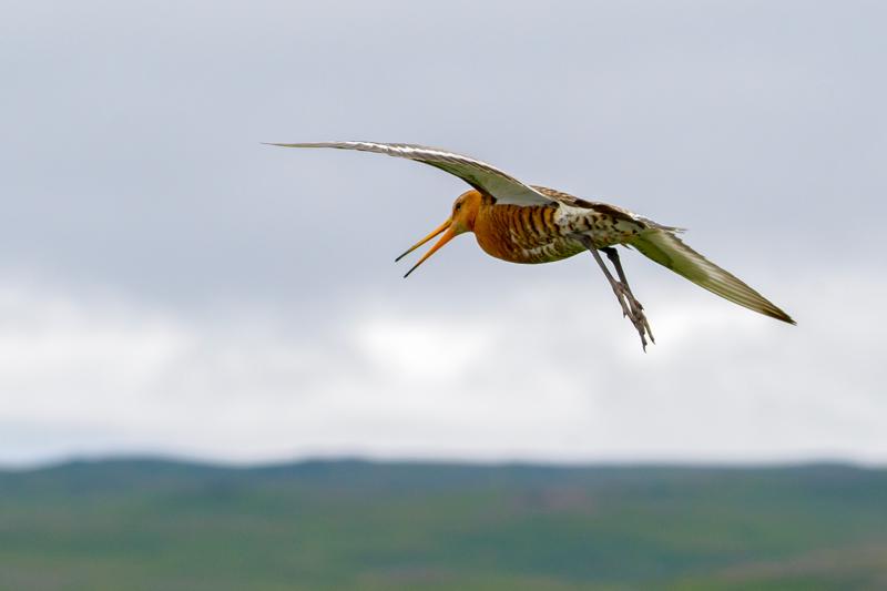  black-tailed-godwit-ssp-islandica_31662800741_o.jpg </br ><small> 2016-07-02 17:56</br >NIKON D800 + TAMRON SP AF 150-600mm F5-6.3 VC USD A011N<br /> 160mm 1/640s f/8 ISO 280</small>