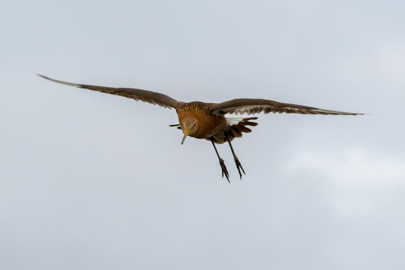  black-tailed-godwit-ssp-islandica_31662801141_o.jpg </br ><small> 2016-07-02 17:56</br >NIKON D800 + TAMRON SP AF 150-600mm F5-6.3 VC USD A011N<br /> 160mm 1/640s f/8 ISO 200</small>