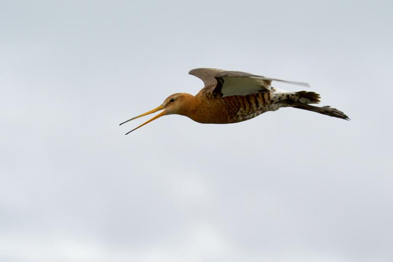  black-tailed-godwit-ssp-islandica_31662801161_o.jpg </br ><small> 2016-07-02 17:56</br >NIKON D800 + TAMRON SP AF 150-600mm F5-6.3 VC USD A011N<br /> 160mm 1/640s f/8 ISO 250</small>