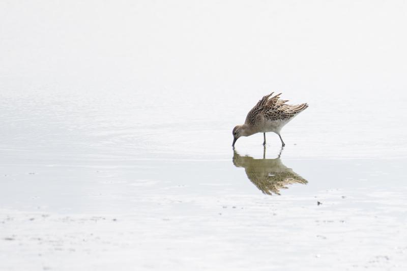  brushane--ruff_43357670245_o.jpg </br ><small> 2018-08-20 12:42</br >NIKON D500 + 200.0-500.0 mm f/5.6<br /> 500mm 1/1600s f/5.6 ISO 250</small>