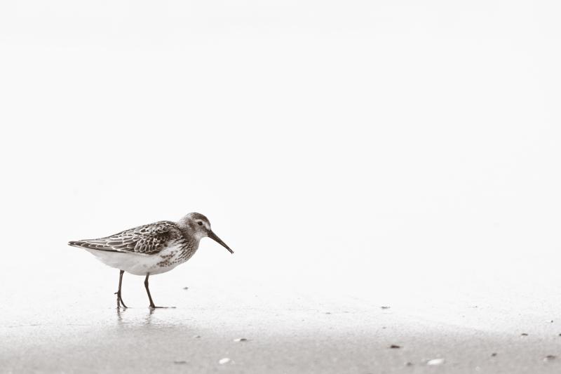  dunlin_31662798691_o.jpg </br ><small> 2016-09-05 14:53</br >NIKON D500 + TAMRON SP AF 150-600mm F5-6.3 VC USD A011N<br /> 500mm 1/1000s f/8 ISO 200</small>