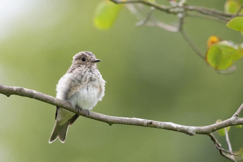  gr-fluesnapper--spotted-flycatcher_44214991152_o.jpg </br ><small> 2018-08-21 17:42</br >NIKON D500 + 200.0-500.0 mm f/5.6<br /> 500mm 1/800s f/5.6 ISO 1600</small>