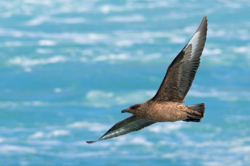  great-skua_31631937492_o.jpg </br ><small> 2016-07-07 11:59</br >NIKON D800 + TAMRON SP AF 150-600mm F5-6.3 VC USD A011N<br /> 500mm 1/1000s f/8 ISO 280</small>