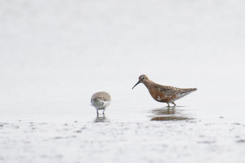  krumnbbet-ryle--curlew-sandpiper_43357670265_o.jpg </br ><small> 2018-08-20 12:47</br >NIKON D500 + 200.0-500.0 mm f/5.6<br /> 500mm 1/1000s f/5.6 ISO 180</small>