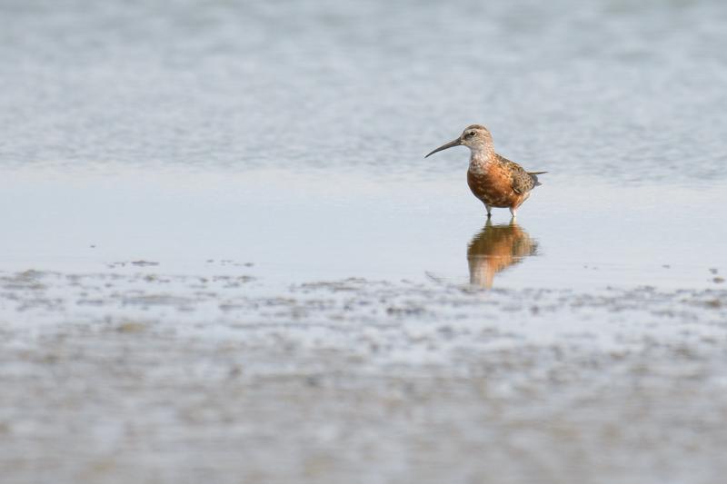  krumnbbet-ryle--curlew-sandpiper_44263420421_o.jpg </br ><small> 2018-08-20 15:52</br >NIKON D500 + 200.0-500.0 mm f/5.6<br /> 500mm 1/1250s f/5.6 ISO 320</small>