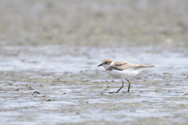  lille-prstekrave--little-ringed-plover_43357670355_o.jpg </br ><small> 2018-08-20 12:48</br >NIKON D500 + 200.0-500.0 mm f/5.6<br /> 500mm 1/1000s f/5.6 ISO 400</small>