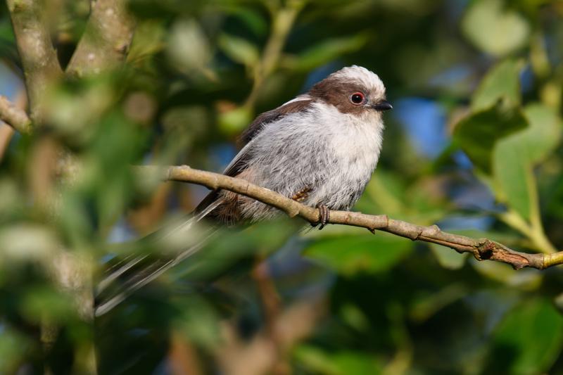  long-tailed-bushtit--halemejse_34870034124_o.jpg </br ><small> 2017-07-01 20:32</br >NIKON D500 + 200.0-500.0 mm f/5.6<br /> 500mm 1/500s f/5.6 ISO 250</small>