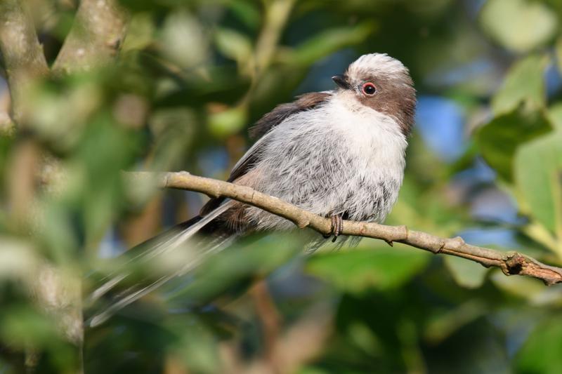  long-tailed-bushtit--halemejse_35580737401_o.jpg </br ><small> 2017-07-01 20:32</br >NIKON D500 + 200.0-500.0 mm f/5.6<br /> 500mm 1/500s f/5.6 ISO 220</small>