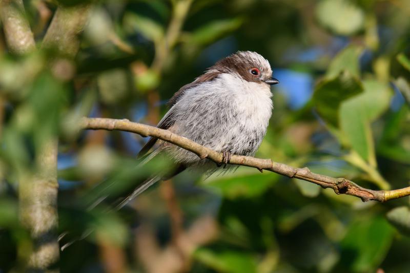  long-tailed-bushtit--halemejse_35580749531_o.jpg </br ><small> 2017-07-01 20:32</br >NIKON D500 + 200.0-500.0 mm f/5.6<br /> 500mm 1/500s f/5.6 ISO 280</small>