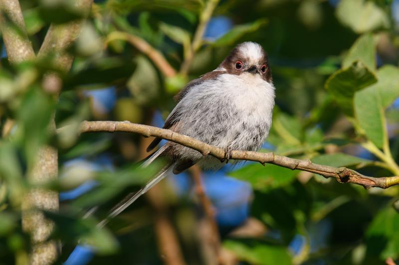  long-tailed-bushtit--halemejse_35671992126_o.jpg </br ><small> 2017-07-01 20:32</br >NIKON D500 + 200.0-500.0 mm f/5.6<br /> 500mm 1/500s f/8 ISO 500</small>