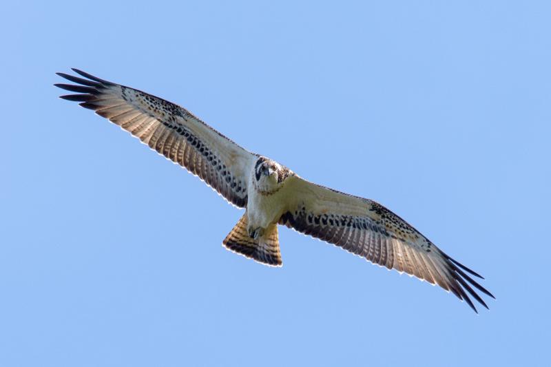  osprey_31662796851_o.jpg </br ><small> 2016-09-16 14:11</br >NIKON D500 + TAMRON SP AF 150-600mm F5-6.3 VC USD A011N<br /> 550mm 1/1600s f/9 ISO 900</small>