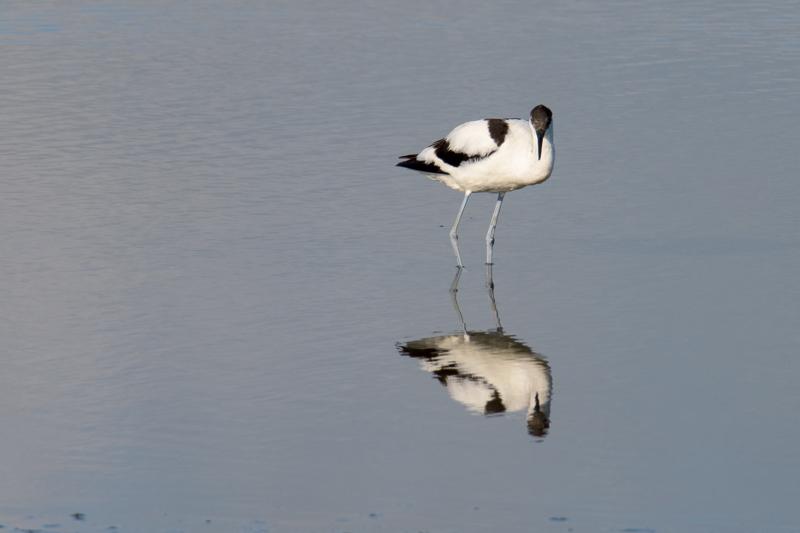  pied-avocet_31662798361_o.jpg </br ><small> 2016-09-09 17:19</br >NIKON D500 + TAMRON SP AF 150-600mm F5-6.3 VC USD A011N<br /> 500mm 1/500s f/9 ISO 200</small>