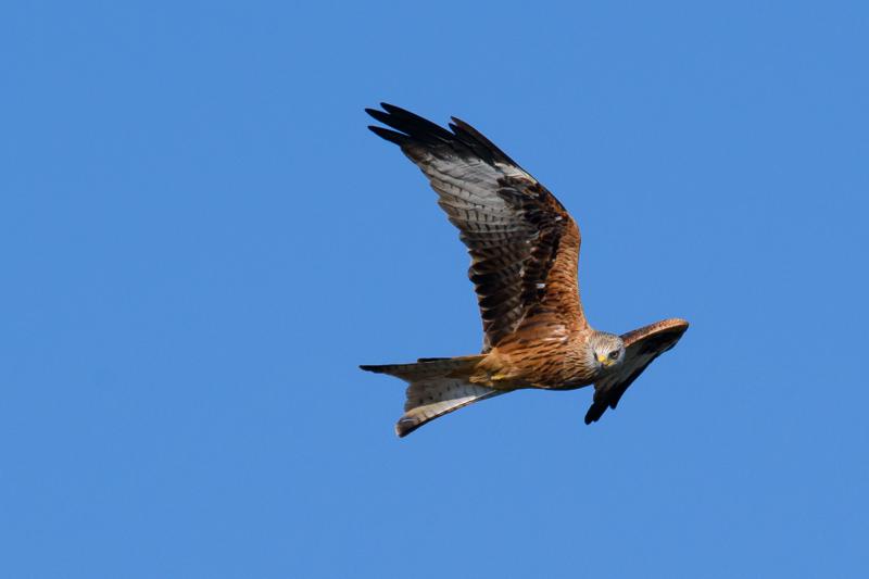  red-kite_31662801551_o.jpg </br ><small> 2014-10-04 14:20</br >NIKON D800 + 150.0-600.0 mm f/5.0-6.3<br /> 600mm 1/2000s f/9 ISO 500</small>