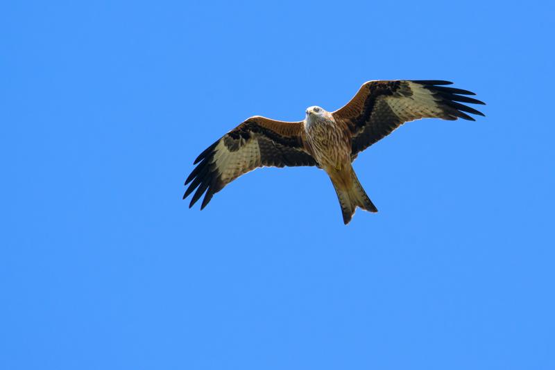  red-kite_31662801841_o.jpg </br ><small> 2014-10-04 14:16</br >NIKON D800 + 150.0-600.0 mm f/5.0-6.3<br /> 600mm 1/1250s f/9 ISO 900</small>