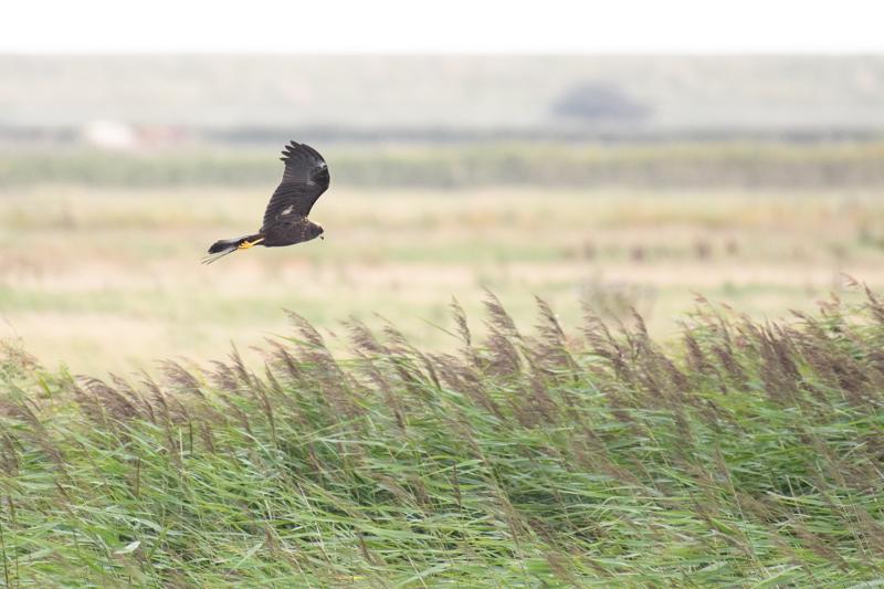  rrhg--western-marsh-harrier_44263418721_o.jpg </br ><small> 2018-08-18 16:32</br >NIKON D500 + 200.0-500.0 mm f/5.6<br /> 500mm 1/1000s f/5.6 ISO 2500</small>
