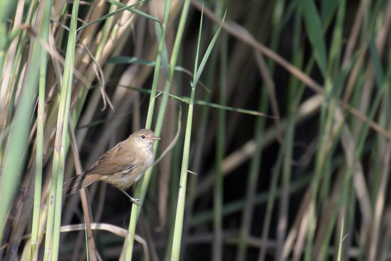  rrsanger--eurasian-reed-warbler_43357670705_o.jpg </br ><small> 2018-08-20 16:00</br >NIKON D500 + 200.0-500.0 mm f/5.6<br /> 500mm 1/1250s f/5.6 ISO 720</small>