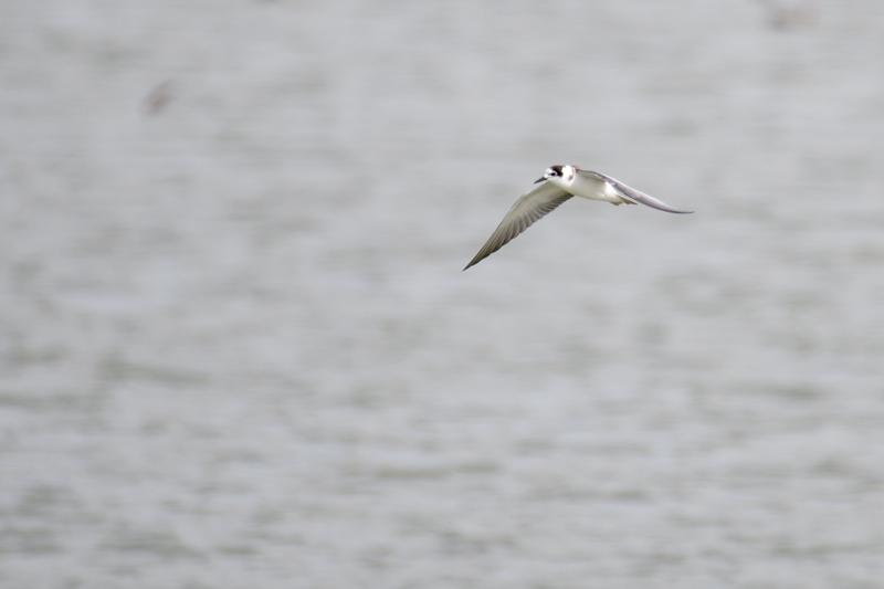  sortterne--black-tern_43357670475_o.jpg </br ><small> 2018-08-20 14:59</br >NIKON D500 + 200.0-500.0 mm f/5.6<br /> 500mm 1/1250s f/5.6 ISO 320</small>