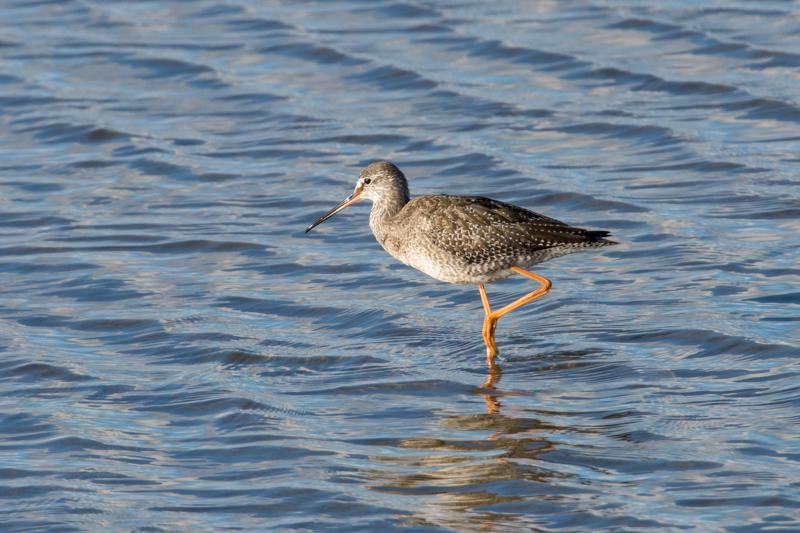  spotted-redshank_31662798171_o.jpg </br ><small> 2016-09-09 17:46</br >NIKON D500 + TAMRON SP AF 150-600mm F5-6.3 VC USD A011N<br /> 550mm 1/1000s f/8 ISO 560</small>