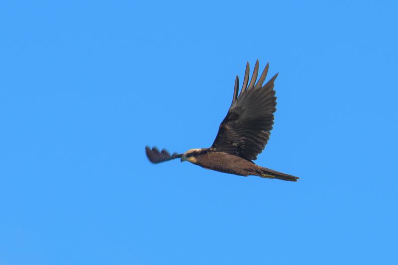  western-marsh-harrier_31662808981_o.jpg </br ><small> 2016-09-09 17:21</br >NIKON D500 + TAMRON SP AF 150-600mm F5-6.3 VC USD A011N<br /> 500mm 1/500s f/9 ISO 100</small>