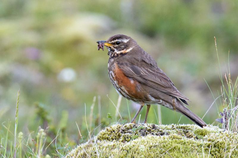  20160702-PB8_9300.JPG </br ><small> 2016-07-02 21:47</br >NIKON D800 + TAMRON SP AF 150-600mm F5-6.3 VC USD A011N<br /> 500mm 1/640s f/8 ISO 1250</small>