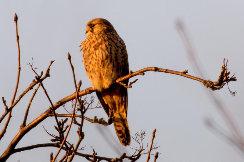  20161203-PB5_3319.JPG </br ><small> 2016-12-03 15:17</br >NIKON D500 + 200.0-500.0 mm f/5.6<br /> 500mm 1/320s f/8 ISO 1600</small>