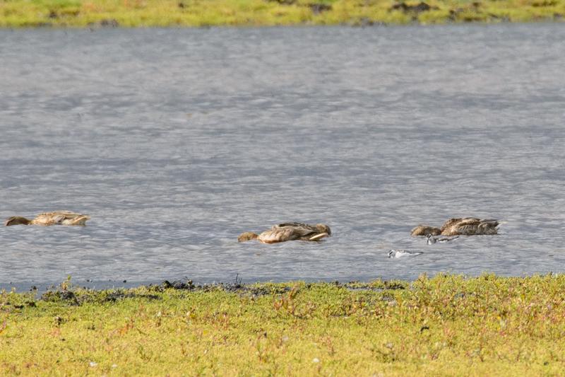  20140824_PB8_1796.JPG </br >Odinshane (Phalaropus lobatus) ved Ishøj Strand, Vejle Å udløb</br > <small> 2014-08-24 15:12</br >NIKON D800 + 150.0-600.0 mm f/5.0-6.3<br /> 600mm 1/2000s f/8 ISO 1000</small>