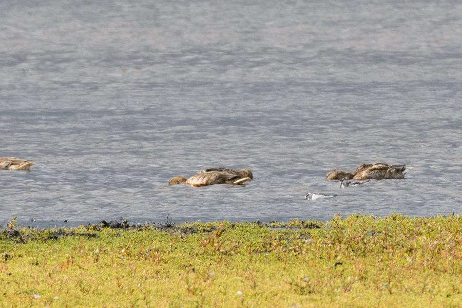 Odinshane Ishøj Aug 2014