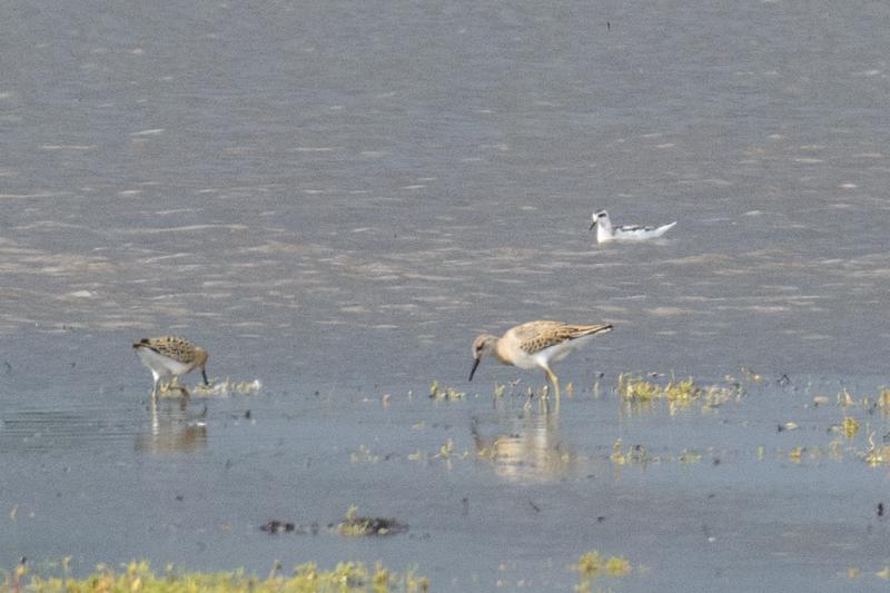  20140824_PB8_1845.JPG </br >Odinshane (Phalaropus lobatus) ved Ishøj Strand, Vejle Å udløb</br > <small> 2014-08-24 15:18</br >NIKON D800 + 150.0-600.0 mm f/5.0-6.3<br /> 600mm 1/2000s f/8 ISO 1600</small>