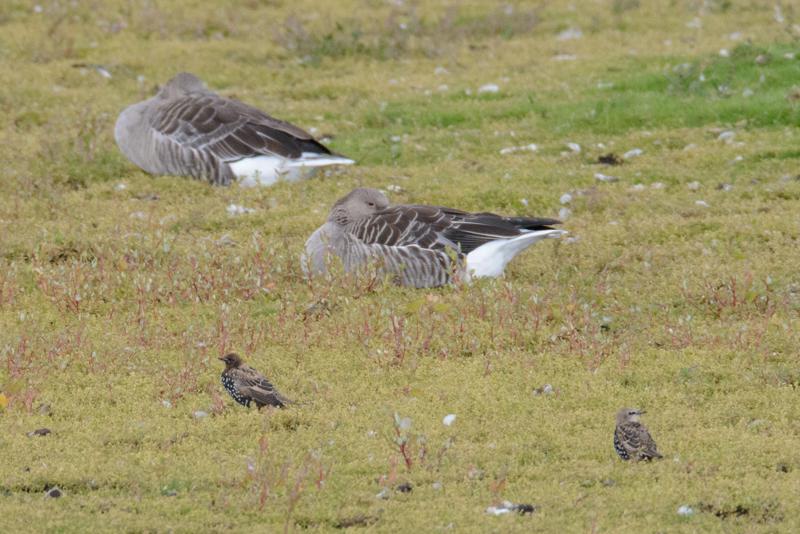  20140824_PB8_1896.JPG </br ><small> 2014-08-24 15:25</br >NIKON D800 + 150.0-600.0 mm f/5.0-6.3<br /> 600mm 1/1000s f/8 ISO 2200</small>