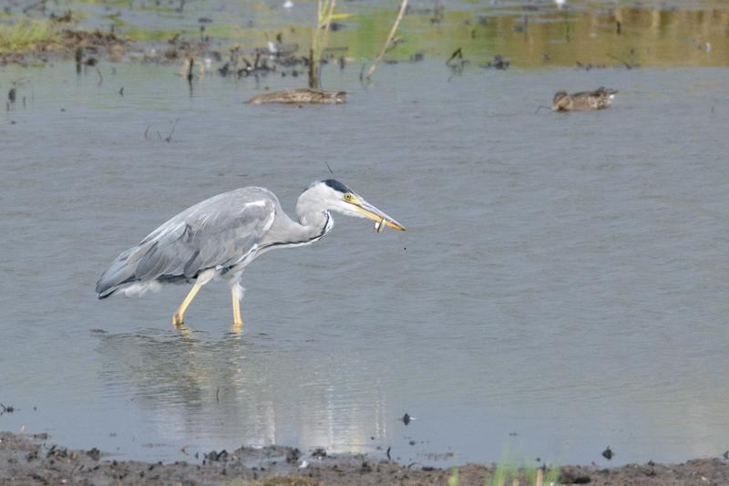  20140824_PB8_1943.JPG </br ><small> 2014-08-24 15:34</br >NIKON D800 + 150.0-600.0 mm f/5.0-6.3<br /> 600mm 1/1000s f/8 ISO 1400</small>