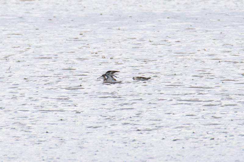  20140824_PB8_1971.JPG </br >Odinshane (Phalaropus lobatus) ved Ishøj Strand, Vejle Å udløb</br > <small> 2014-08-24 15:46</br >NIKON D800 + 150.0-600.0 mm f/5.0-6.3<br /> 600mm 1/1000s f/9 ISO 800</small>