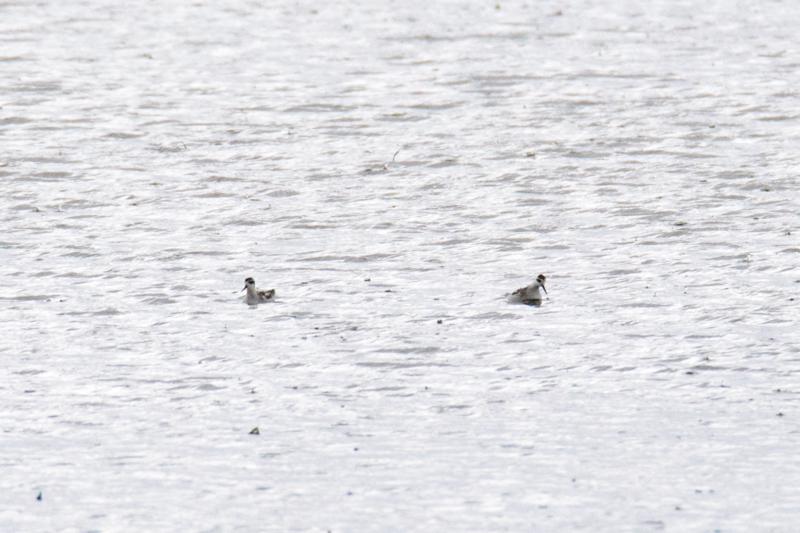  20140824_PB8_2004.JPG </br >Odinshane (Phalaropus lobatus) ved Ishøj Strand, Vejle Å udløb</br > <small> 2014-08-24 15:47</br >NIKON D800 + 150.0-600.0 mm f/5.0-6.3<br /> 600mm 1/1000s f/9 ISO 720</small>