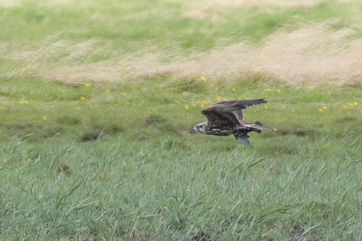  20170819-pb5_7981_36280156890_o.jpg </br ><small> 2017-08-19 15:05</br >NIKON D500 + 200.0-500.0 mm f/5.6<br /> 500mm 1/1250s f/5.6 ISO 560</small>