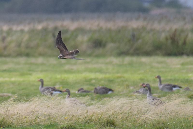  20170819-pb5_7988_36537514631_o.jpg </br ><small> 2017-08-19 15:05</br >NIKON D500 + 200.0-500.0 mm f/5.6<br /> 500mm 1/1250s f/5.6 ISO 400</small>