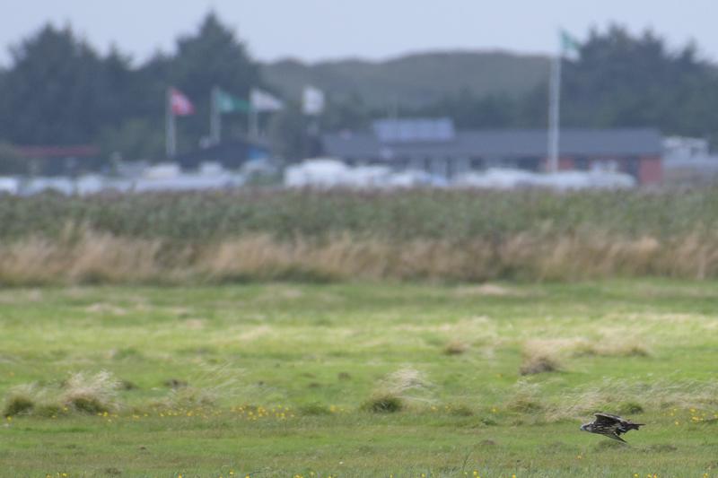  20170819-pb5_7989_36537515231_o.jpg </br ><small> 2017-08-19 15:05</br >NIKON D500 + 200.0-500.0 mm f/5.6<br /> 500mm 1/1250s f/5.6 ISO 400</small>