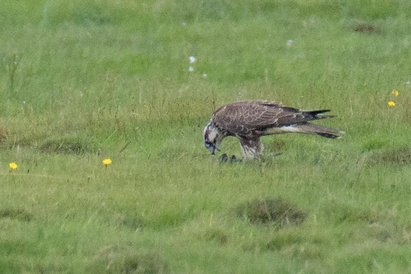  20170819-pb5_8024_36629759606_o.jpg </br ><small> 2017-08-19 15:10</br >NIKON D500 + 200.0-500.0 mm f/5.6<br /> 850mm 1/500s f/11 ISO 2200</small>