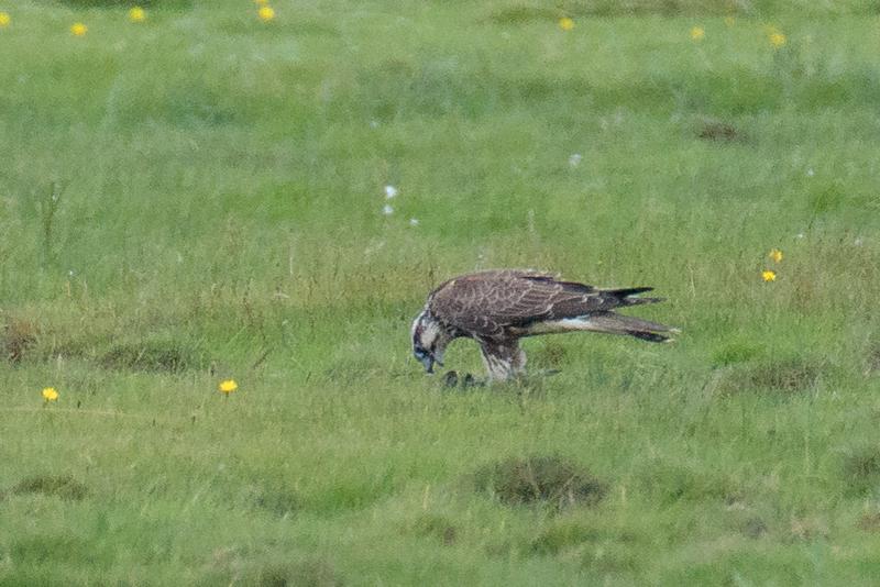  20170819-pb5_8024_36722549365_o.jpg </br ><small> 2017-08-19 15:10</br >NIKON D500 + 200.0-500.0 mm f/5.6<br /> 850mm 1/500s f/11 ISO 2200</small>