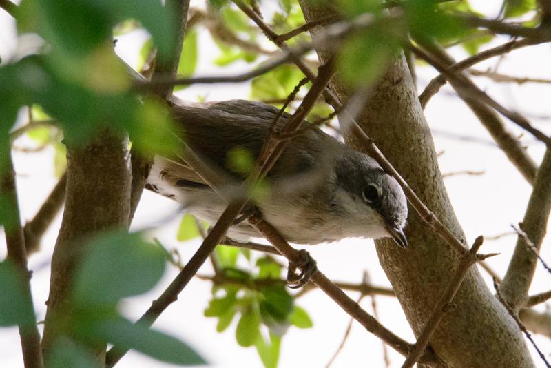  20150802_PB8_1077.JPG </br ><small> 2015-08-02 14:39</br >NIKON D800 + 150.0-600.0 mm f/5.0-6.3<br /> 500mm 1/1000s f/8 ISO 2500</small>