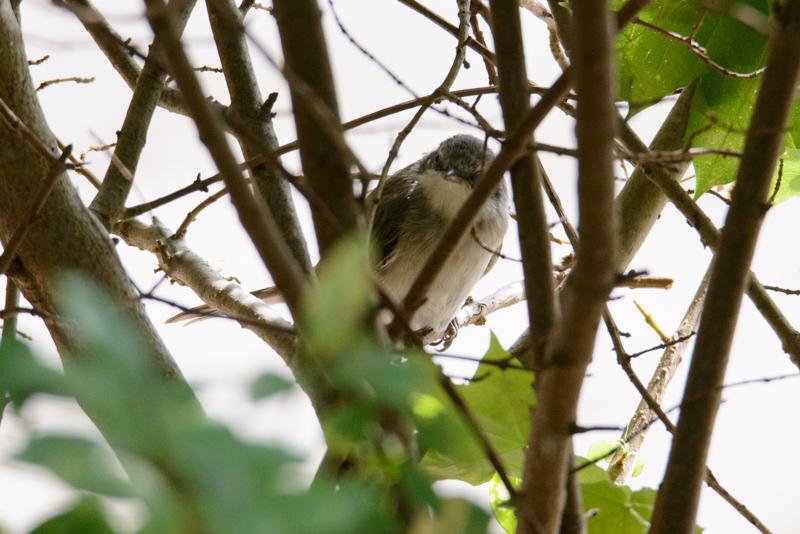  20150802_PB8_1085.JPG </br ><small> 2015-08-02 14:39</br >NIKON D800 + 150.0-600.0 mm f/5.0-6.3<br /> 500mm 1/1000s f/8 ISO 2000</small>