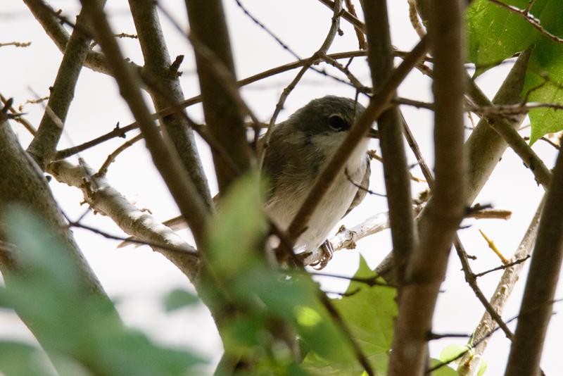  20150802_PB8_1087.JPG </br ><small> 2015-08-02 14:39</br >NIKON D800 + 150.0-600.0 mm f/5.0-6.3<br /> 500mm 1/1000s f/8 ISO 2000</small>