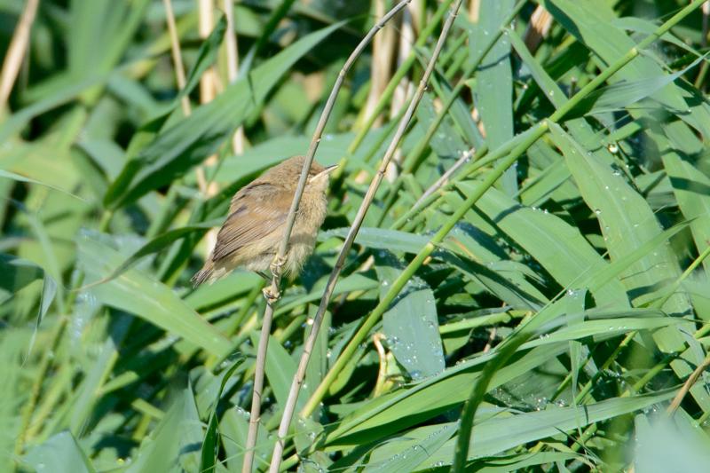  20150720_PB8_0391.JPG </br ><small> 2015-07-20 08:25</br >NIKON D800 + 150.0-600.0 mm f/5.0-6.3<br /> 600mm 1/640s f/9 ISO 640</small>