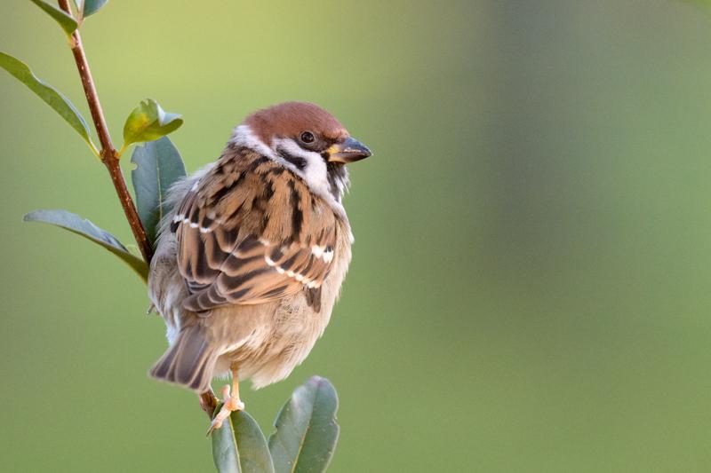  20161202-PB5_2974.JPG </br ><small> 2016-12-02 09:07</br >NIKON D500 + 200.0-500.0 mm f/5.6<br /> 500mm 1/400s f/6.3 ISO 3600</small>