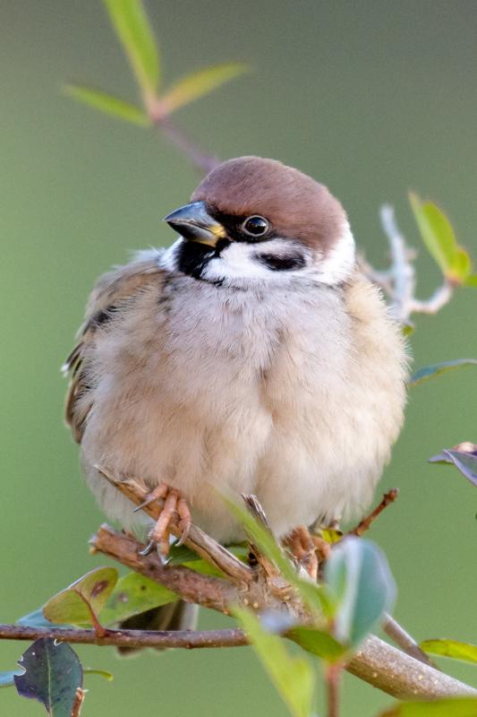  20161202-PB5_3039.JPG </br ><small> 2016-12-02 09:11</br >NIKON D500 + 200.0-500.0 mm f/5.6<br /> 500mm 1/400s f/5.6 ISO 2500</small>