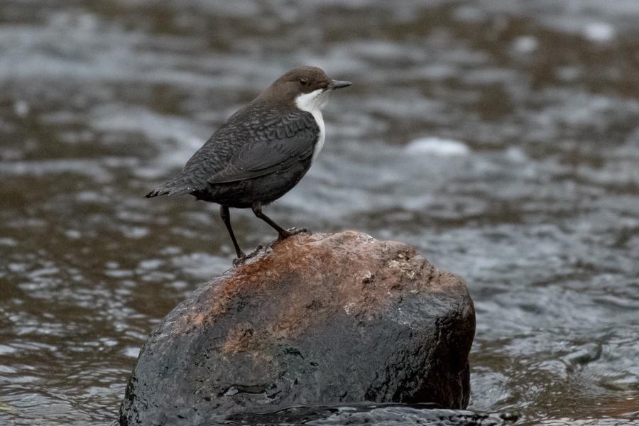 Vandstær Raadvad Dec 2016