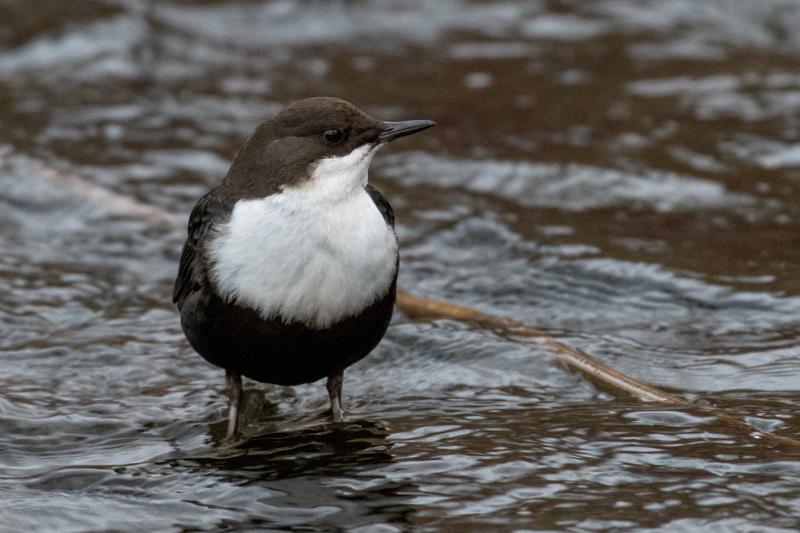  20161201-PB5_2869.JPG </br ><small> 2016-12-01 15:02</br >NIKON D500 + 200.0-500.0 mm f/5.6<br /> 500mm 1/160s f/6.3 ISO 3200</small>