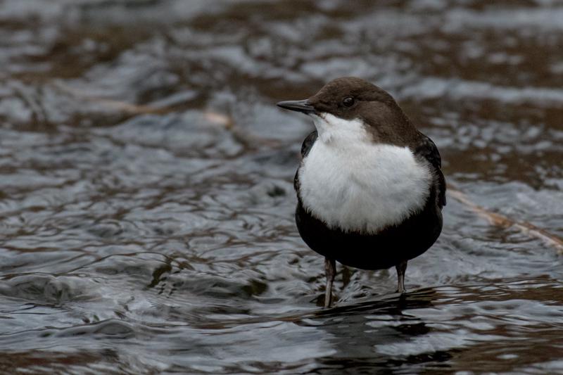  20161201-PB5_2883.JPG </br ><small> 2016-12-01 15:02</br >NIKON D500 + 200.0-500.0 mm f/5.6<br /> 500mm 1/125s f/6.3 ISO 2500</small>