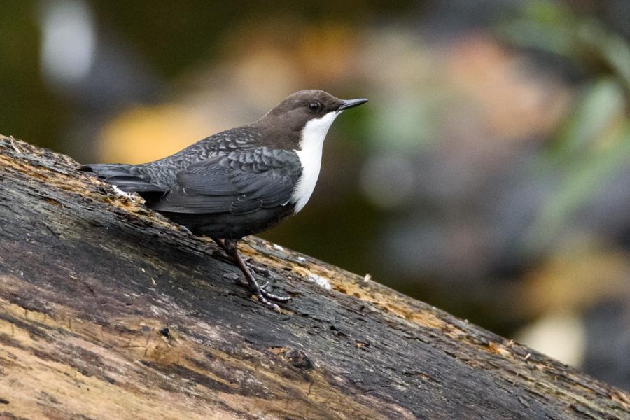 Vandstær Raadvad Oct 2014