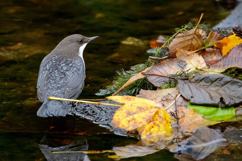  20141031_PB8_4078.JPG </br ><small> 2014-10-31 16:10</br >NIKON D800 + 150.0-600.0 mm f/5.0-6.3<br /> 500mm 1/125s f/7.1 ISO 6400</small>