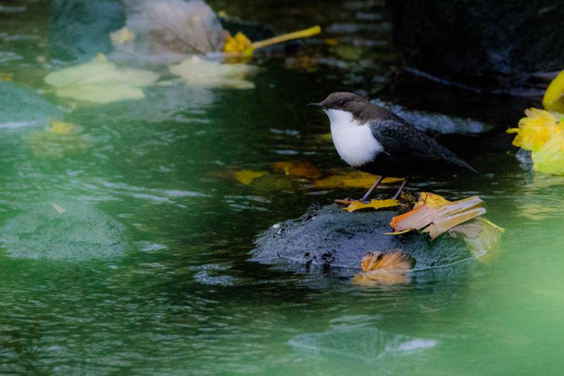  20141031_PB8_4182.JPG </br ><small> 2014-10-31 16:22</br >NIKON D800 + 150.0-600.0 mm f/5.0-6.3<br /> 500mm 1/250s f/6.3 ISO 6400</small>